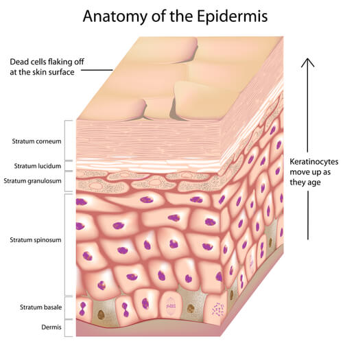 Image result for anatomy of epidermis